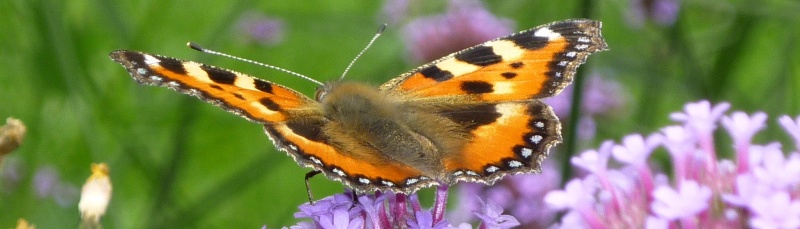 Schmetterling breit.jpg